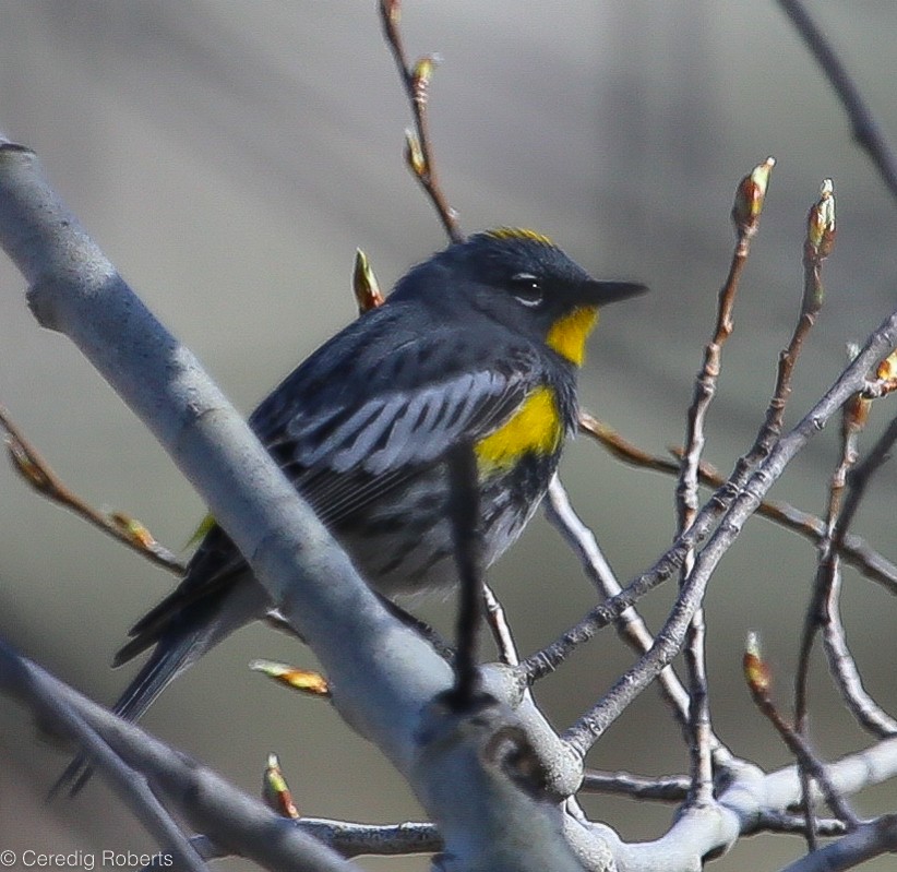 Yellow-rumped Warbler - ML97060401