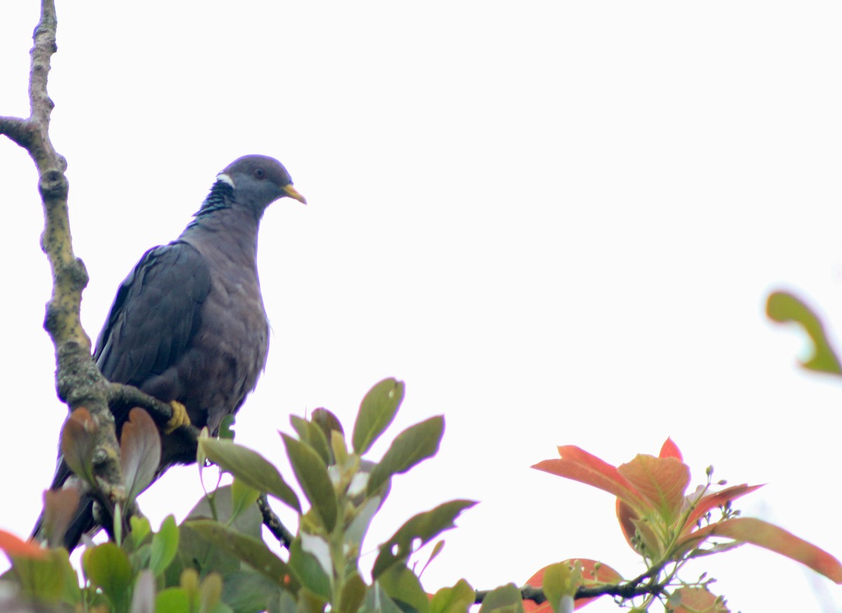 Band-tailed Pigeon - juan arboleda
