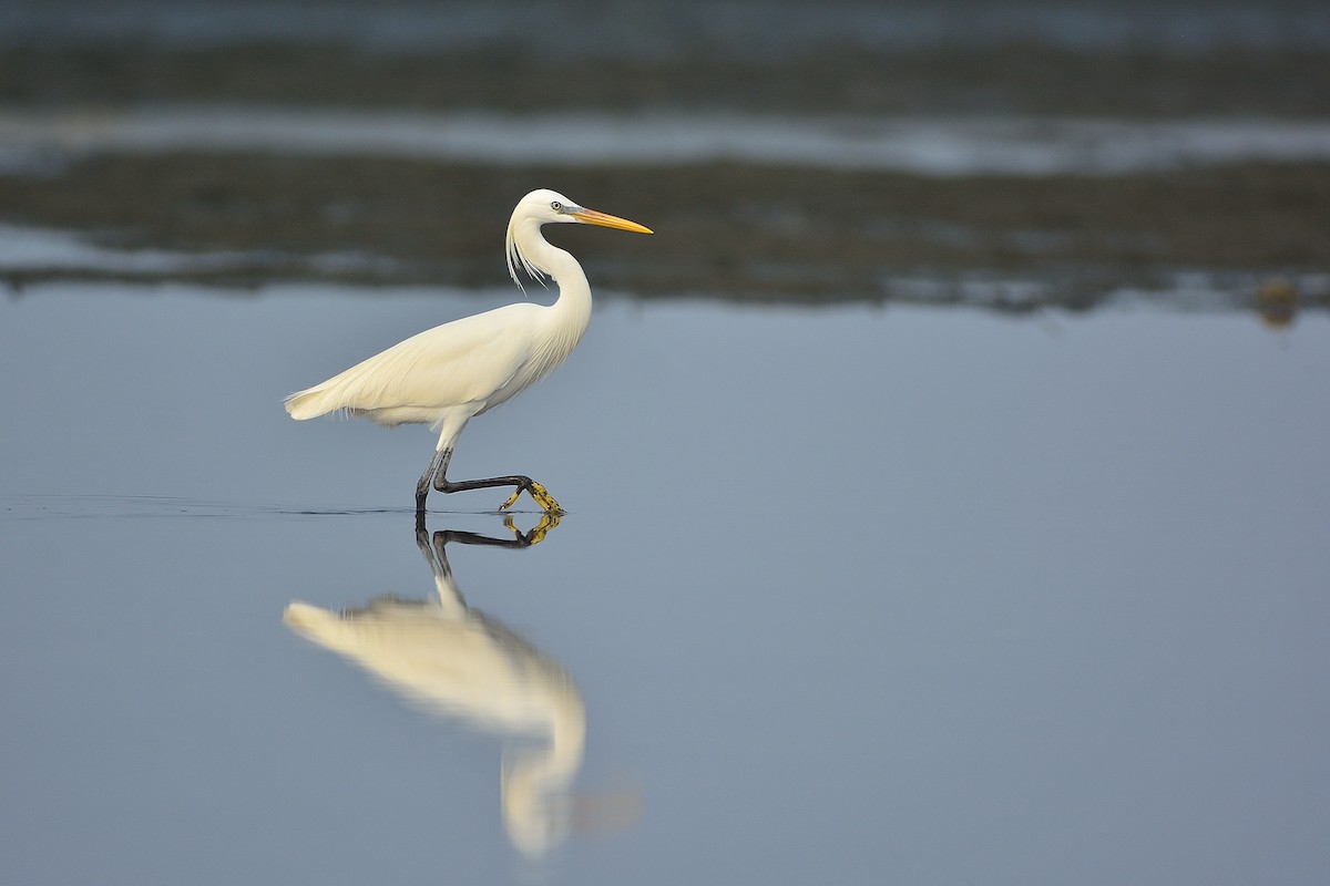 Chinese Egret - ML97061821