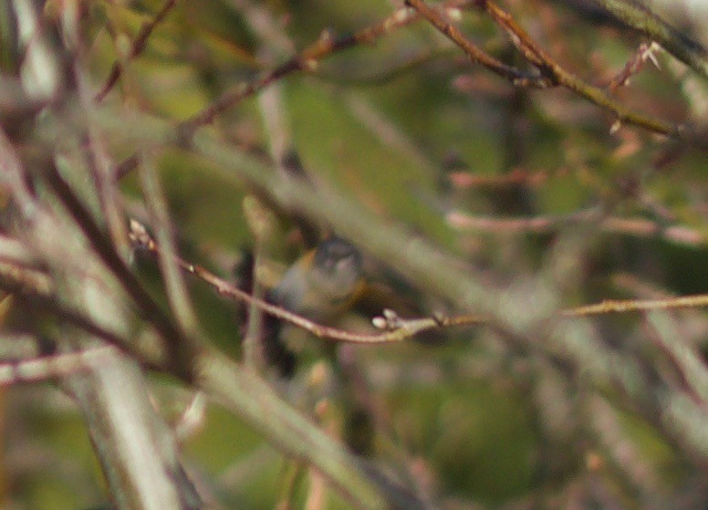 American Redstart - benny albro