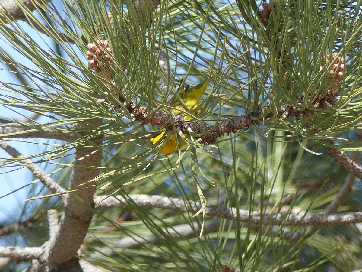 Wilson's Warbler - ML97062771