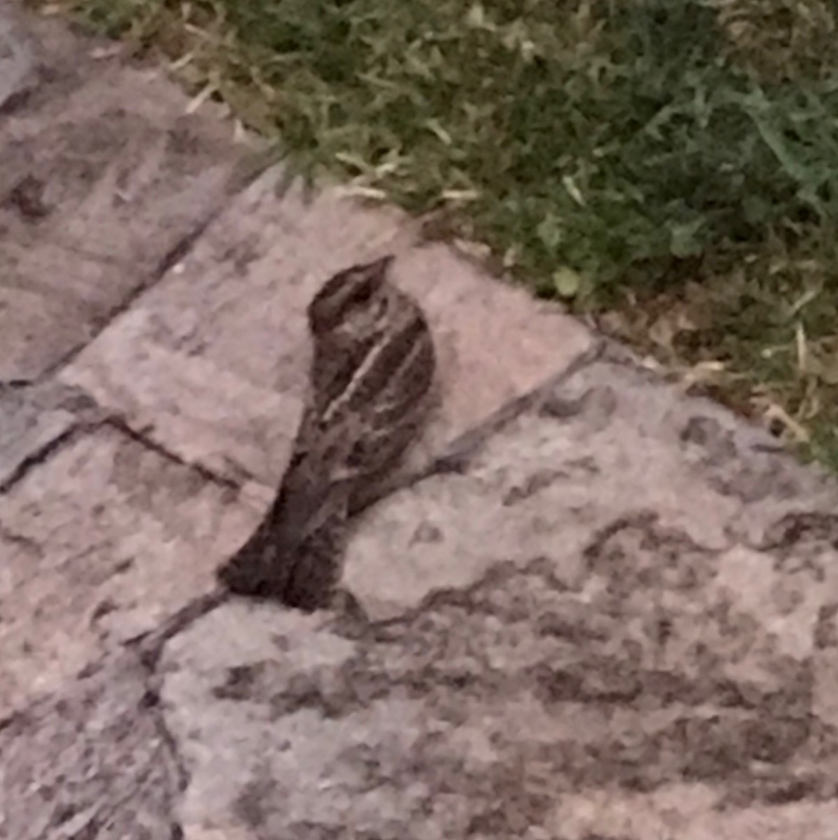 White-tailed Nightjar - MARIA MARGARITA BREWER CAPRILES