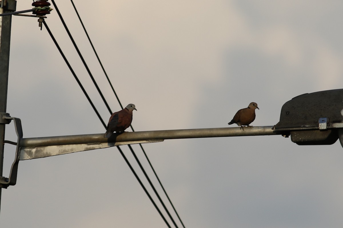 Red Collared-Dove - ML97065051