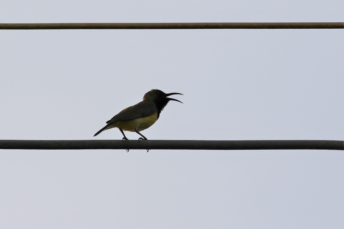 Ornate Sunbird - ML97065201