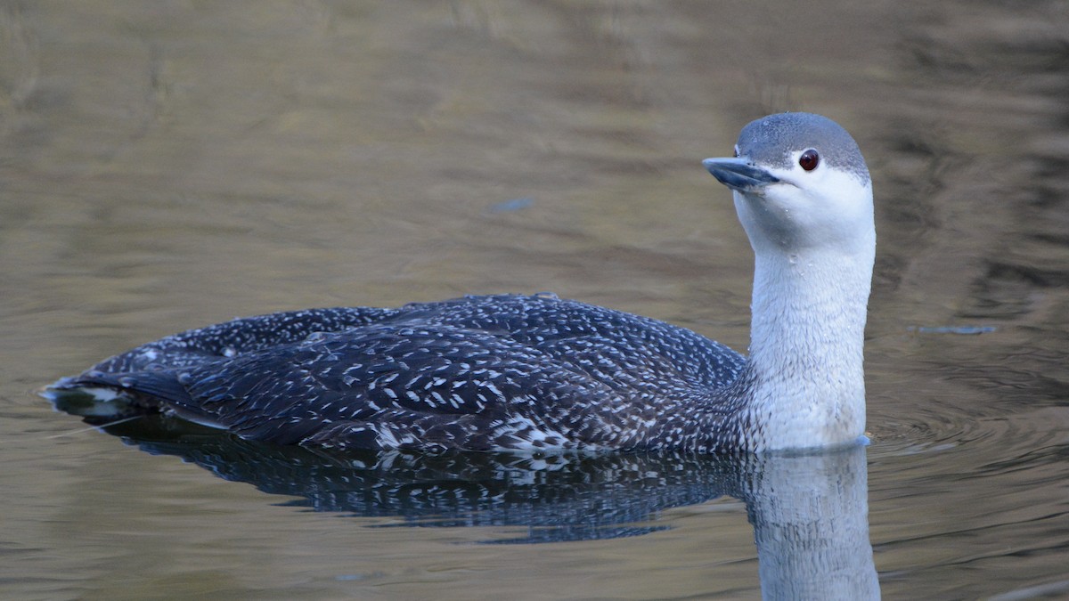 Red-throated Loon - ML97065841