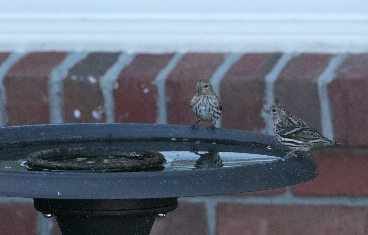 Pine Siskin - ML97066381