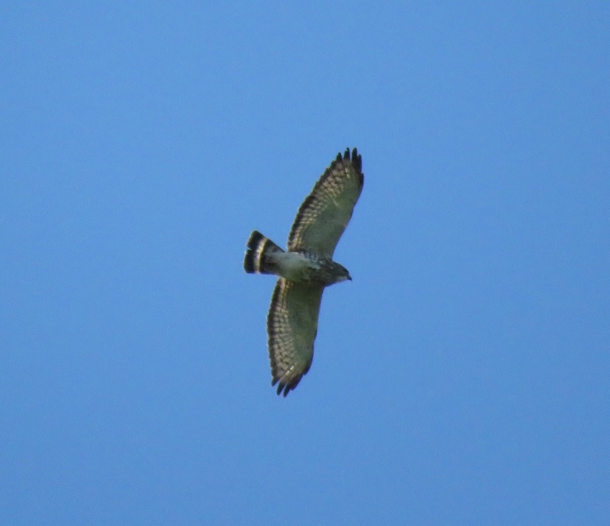 Broad-winged Hawk - ML97066911