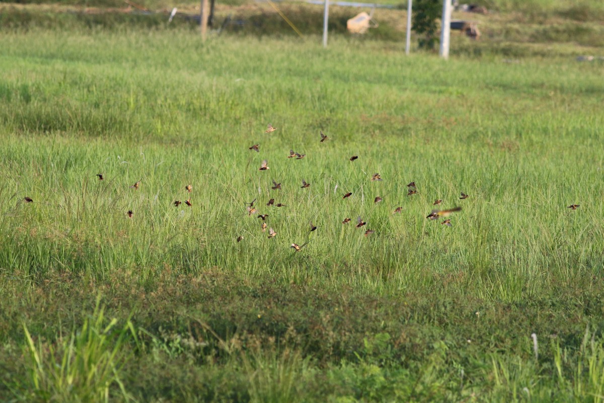 Chestnut Munia - ML97067051