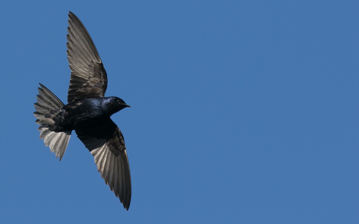 Golondrina Purpúrea - ML97067451