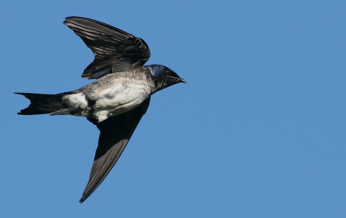 Golondrina Purpúrea - ML97067481