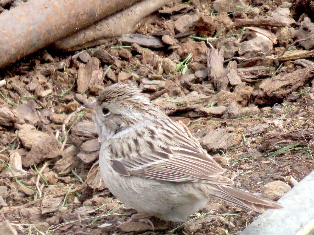 Brewer's Sparrow - ML97068781