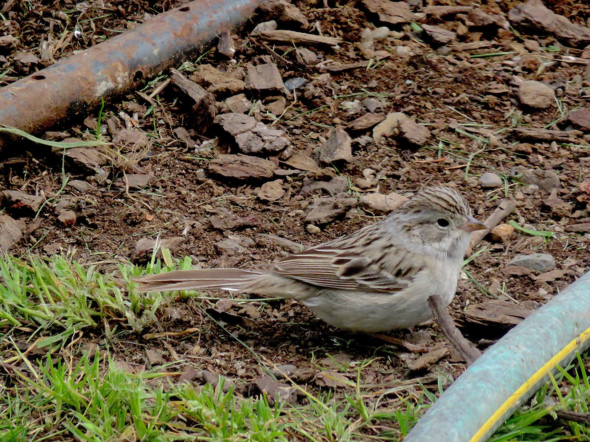 Brewer's Sparrow - ML97068851