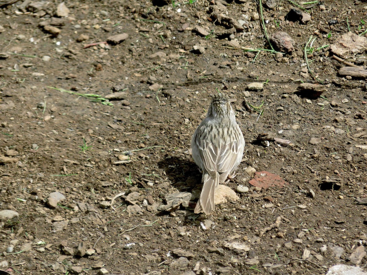 Brewer's Sparrow - ML97068871