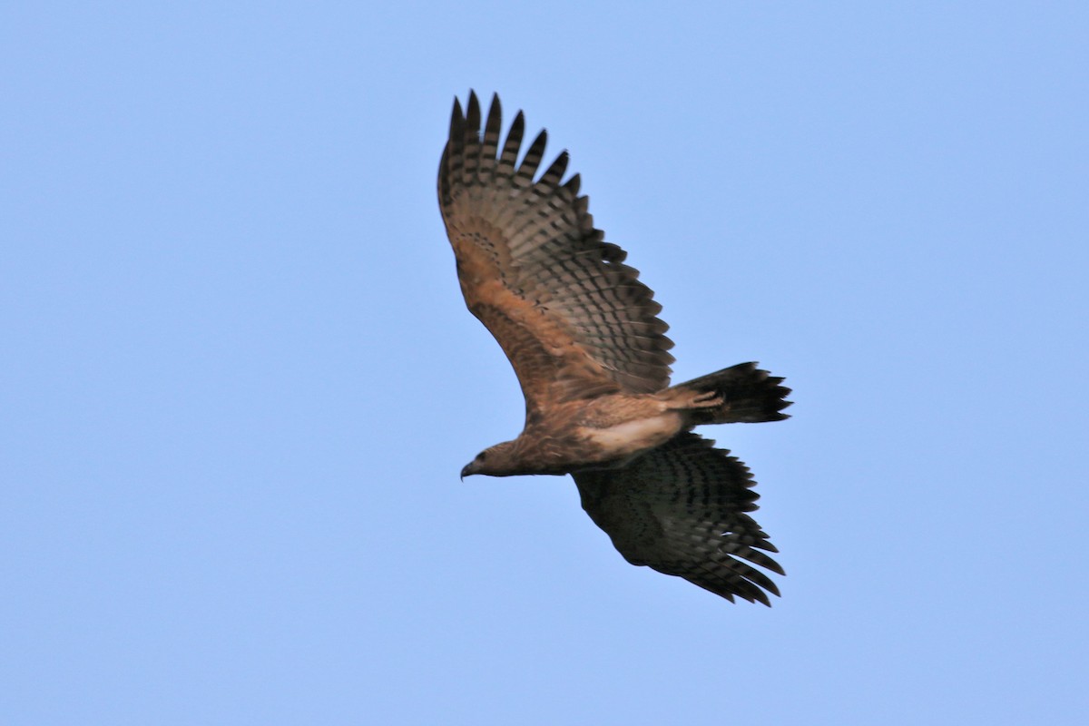 Gray-headed Fish-Eagle - Fadzrun A.