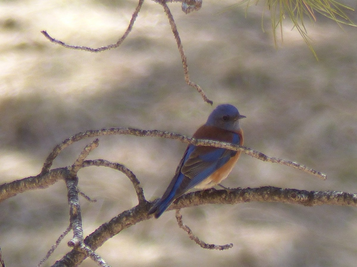 Western Bluebird - ML97069761