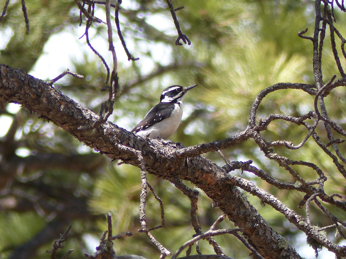 Hairy Woodpecker - ML97069821