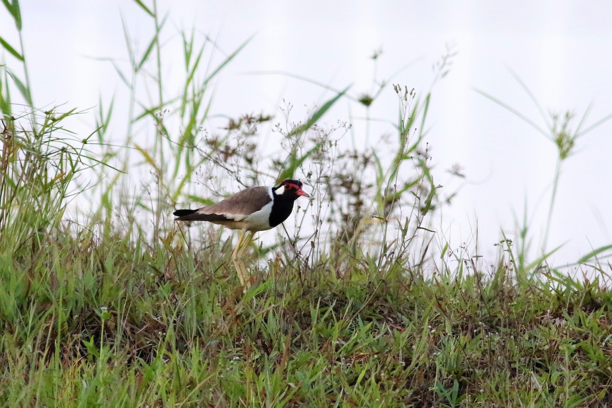 Red-wattled Lapwing - ML97069861