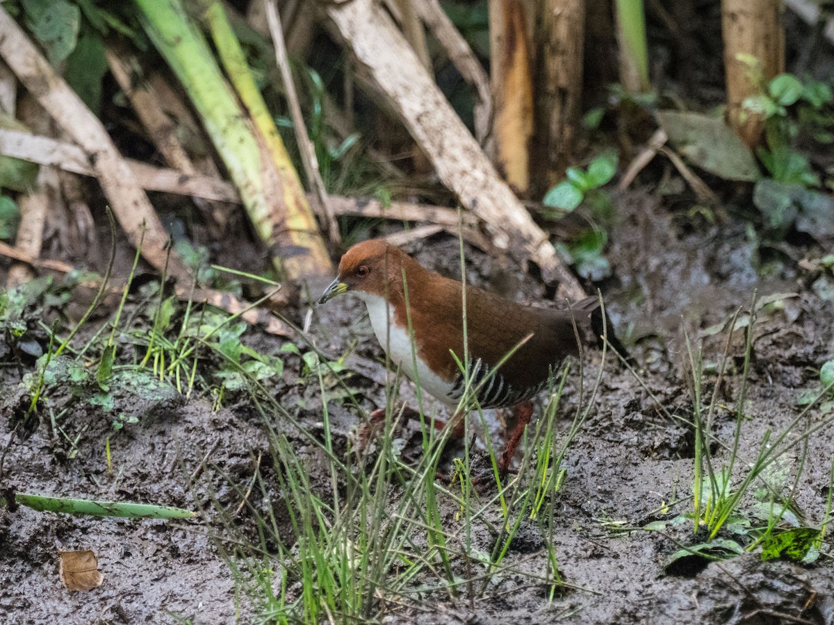 Red-and-white Crake - James Moore (Maryland)