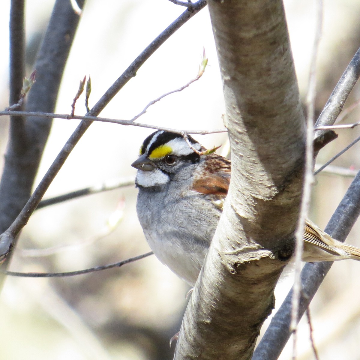 White-throated Sparrow - ML97072881