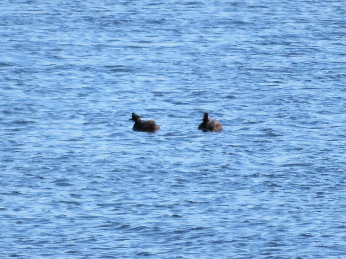 Eared Grebe - ML97074421