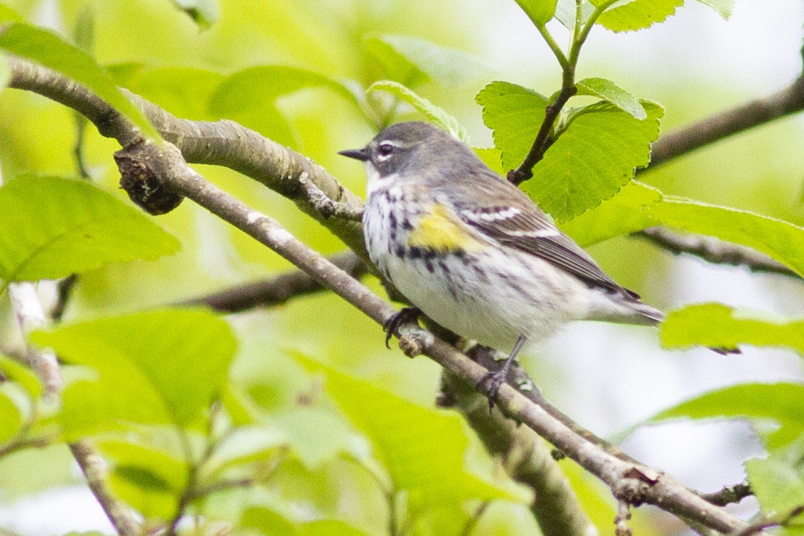 lesňáček žlutoskvrnný (ssp. coronata) - ML97074881