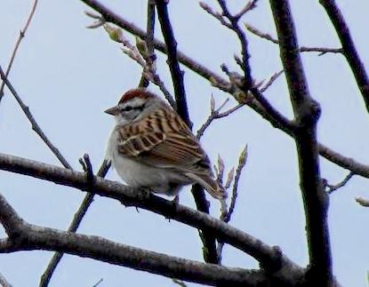 Chipping Sparrow - ML97077661