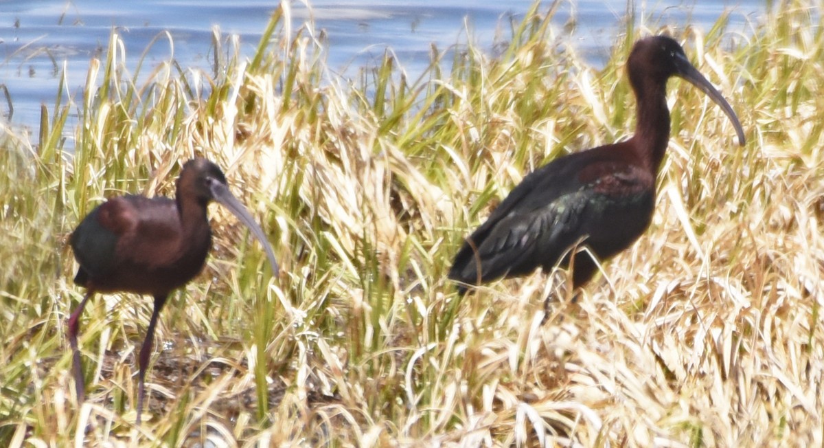 ibis hnědý x americký (hybrid) - ML97077731