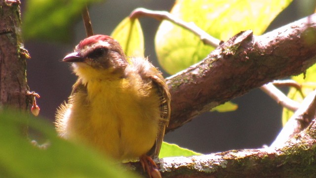 Chestnut-capped Warbler - ML97078021