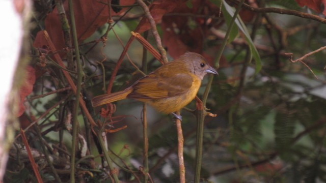 White-shouldered Tanager - ML97078521