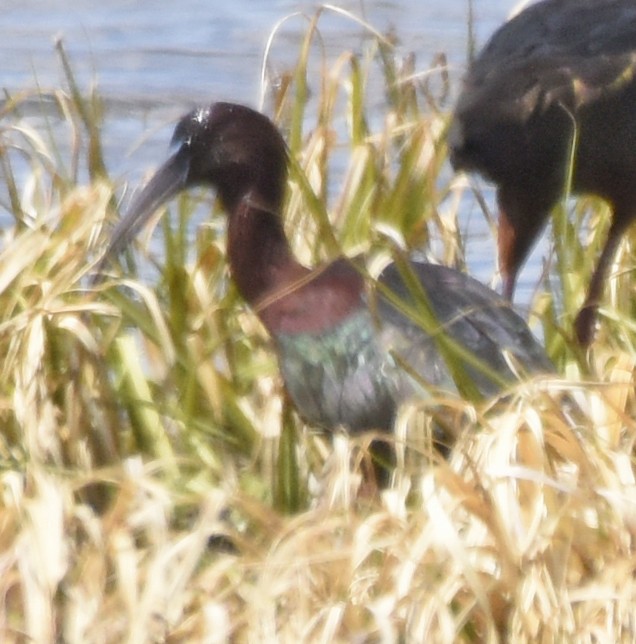 ibis hnědý - ML97078631