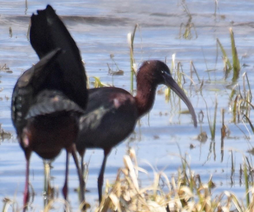 ibis hnědý - ML97078641