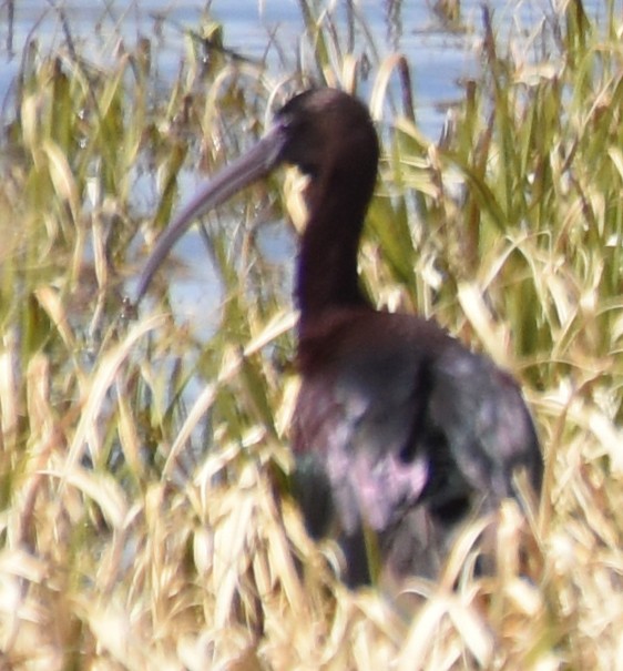 ibis hnědý x americký (hybrid) - ML97079331