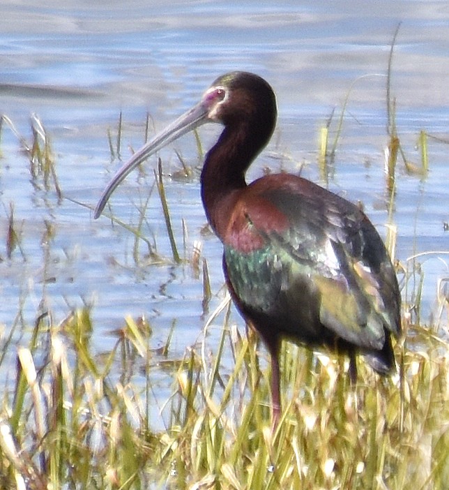 ibis americký - ML97080831