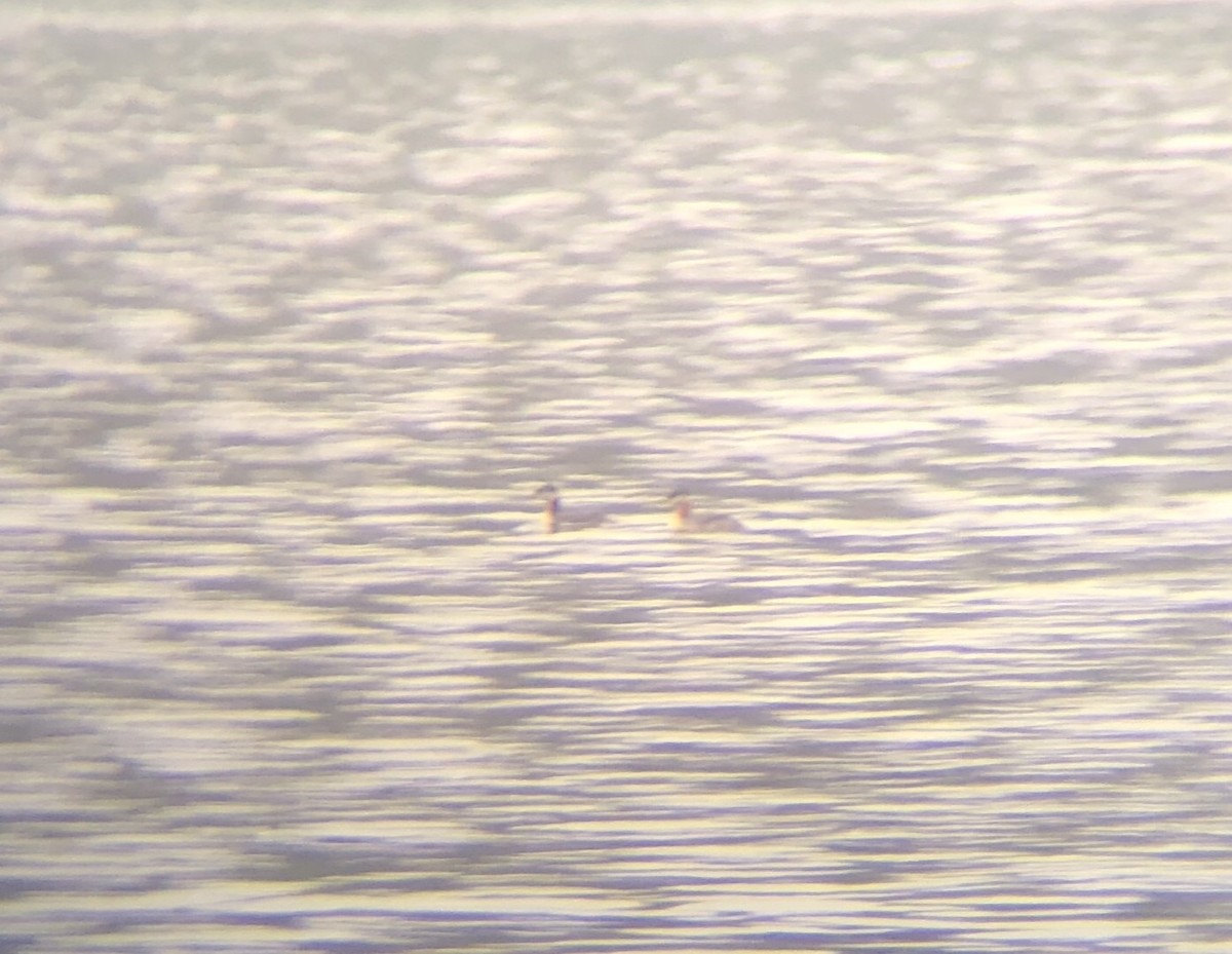 Red-necked Grebe - Dylan Jackson