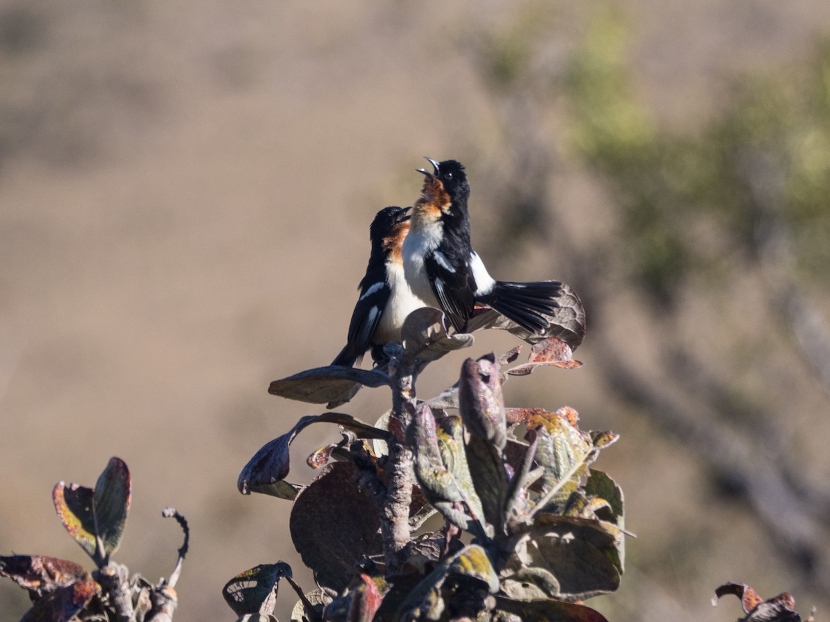 White-rumped Tanager - ML97082911