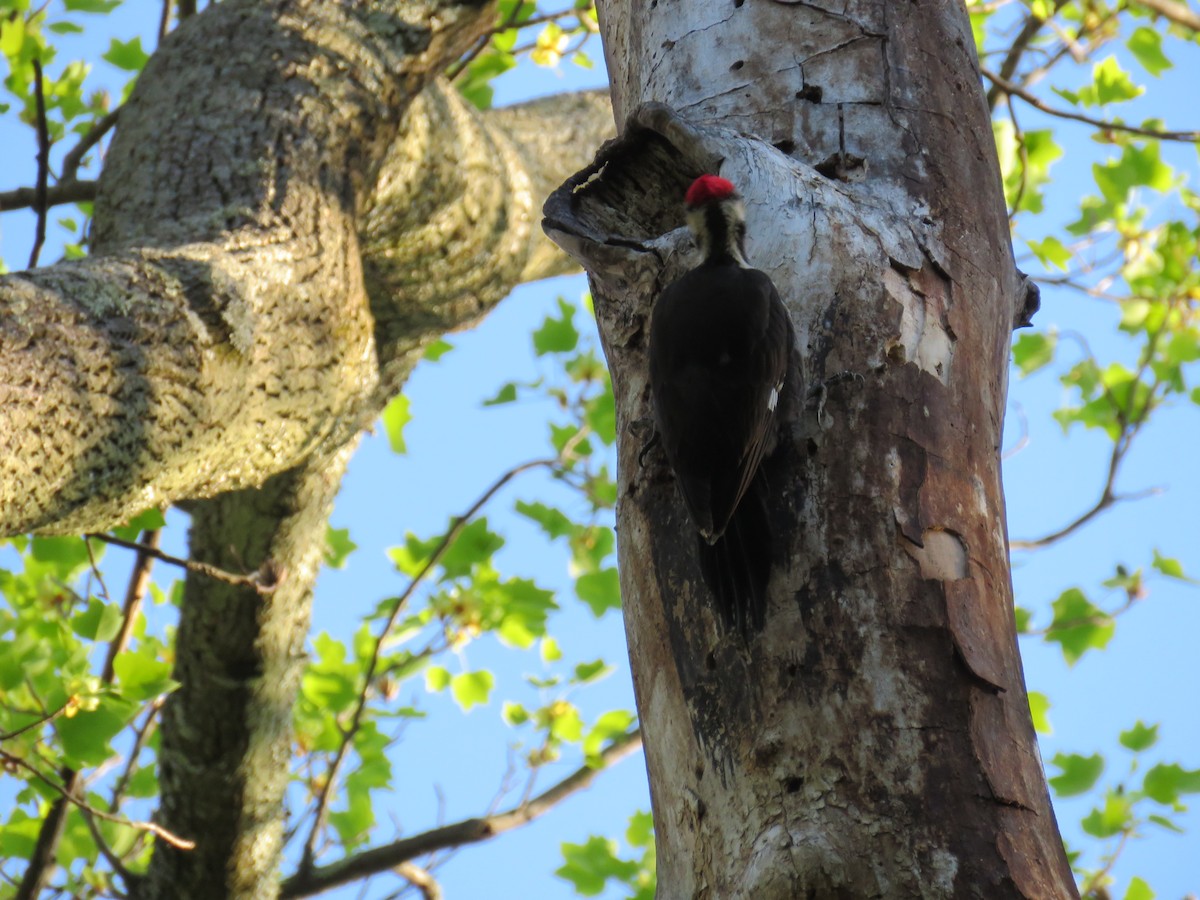 Pileated Woodpecker - ML97083191