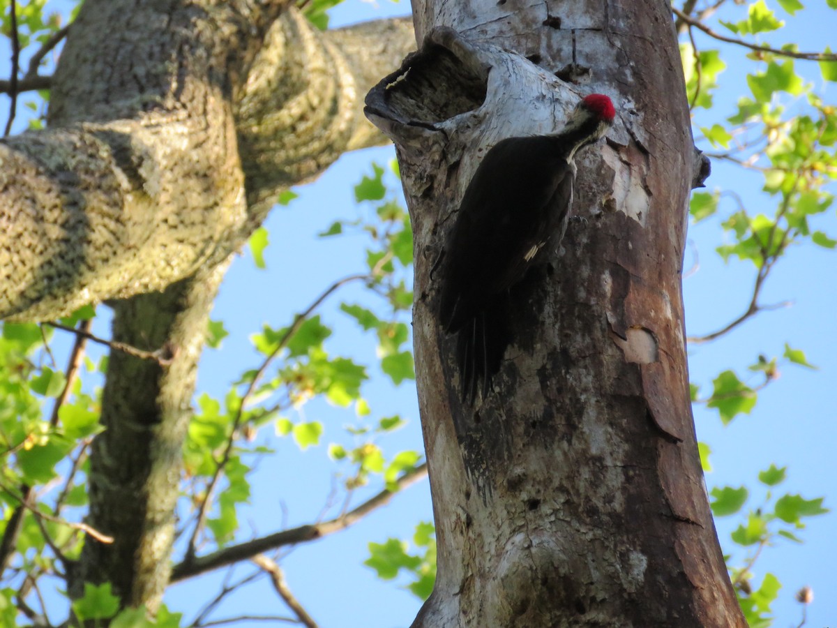 Pileated Woodpecker - ML97083201