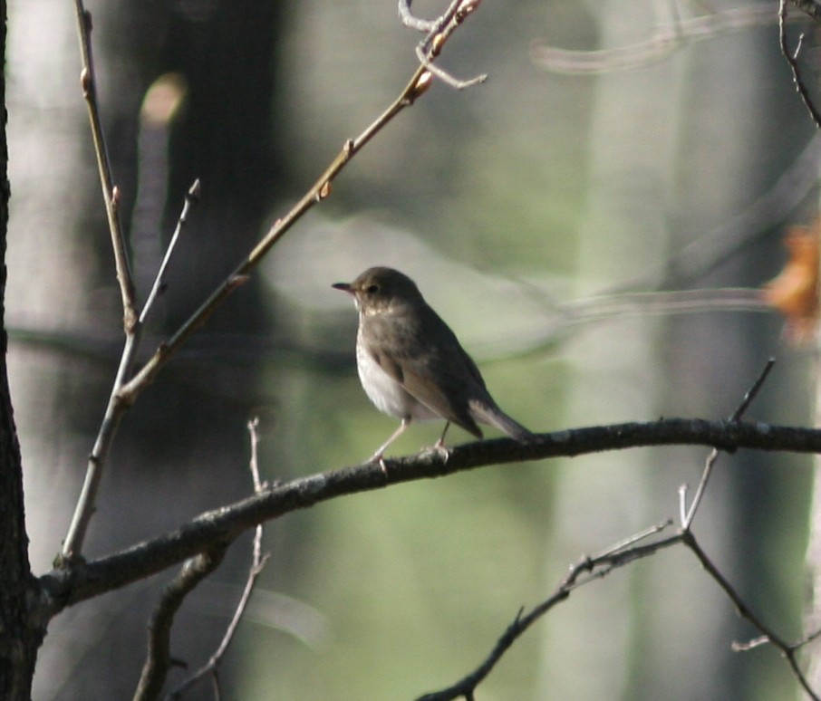 Veery - ML97084151