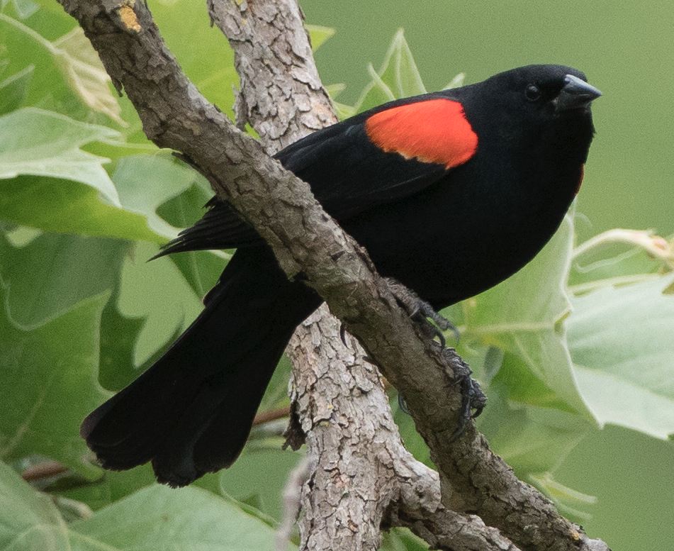 Red-winged Blackbird (California Bicolored) - Eric Goodill