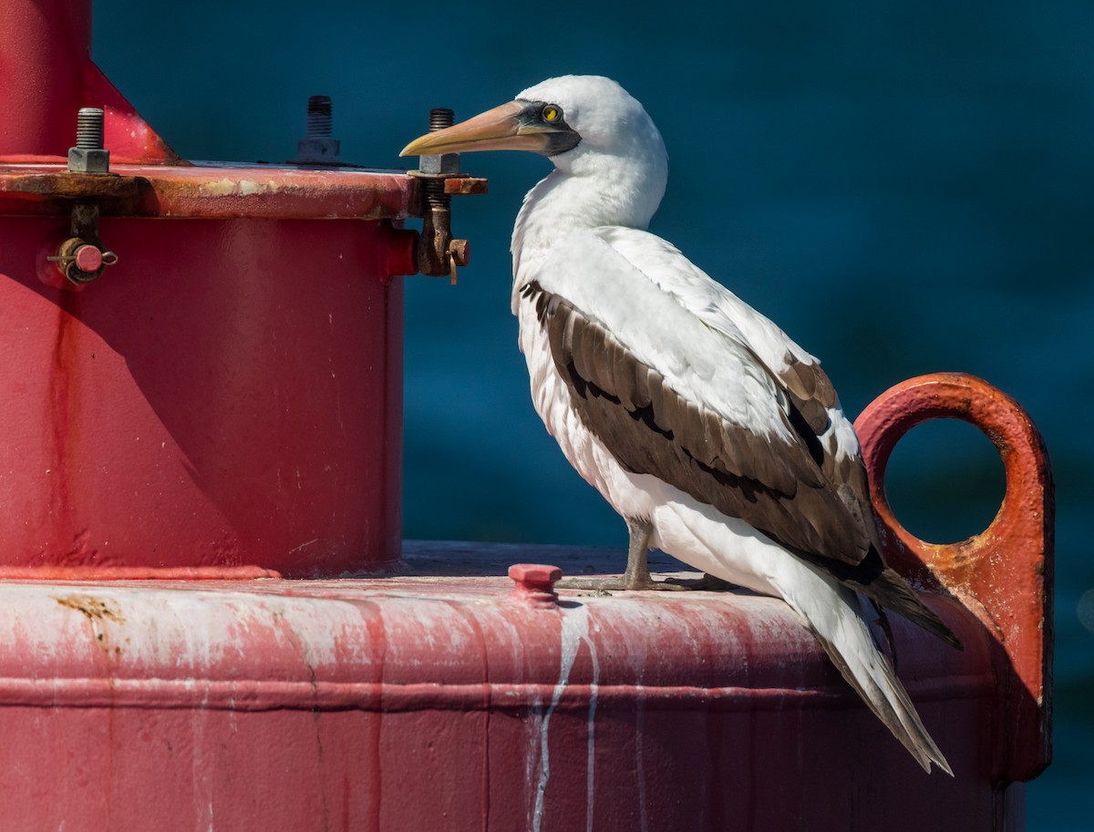 Nazca Booby - ML97085551