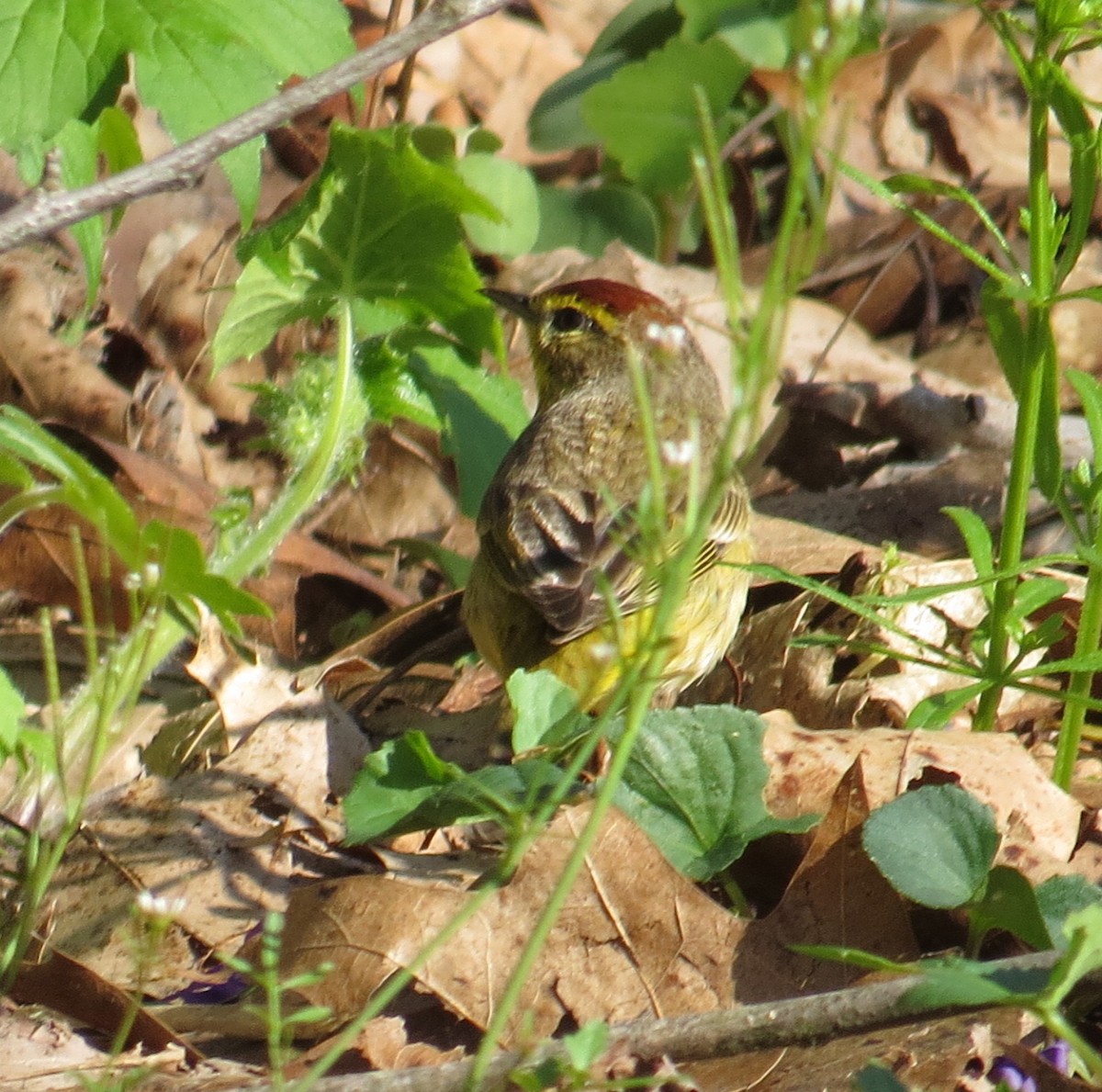 Paruline à couronne rousse - ML97087331
