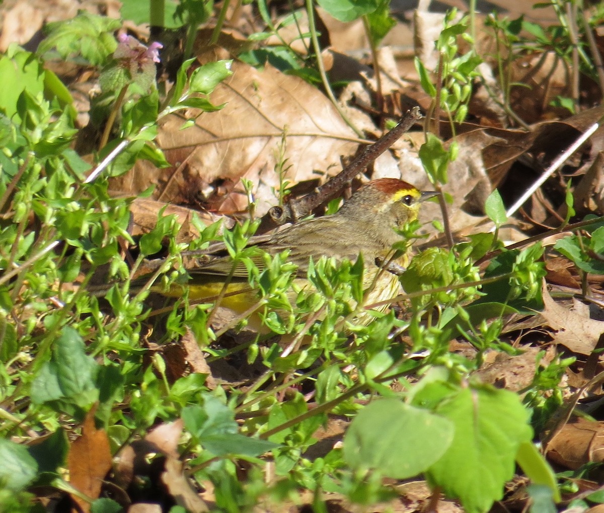Paruline à couronne rousse - ML97087341
