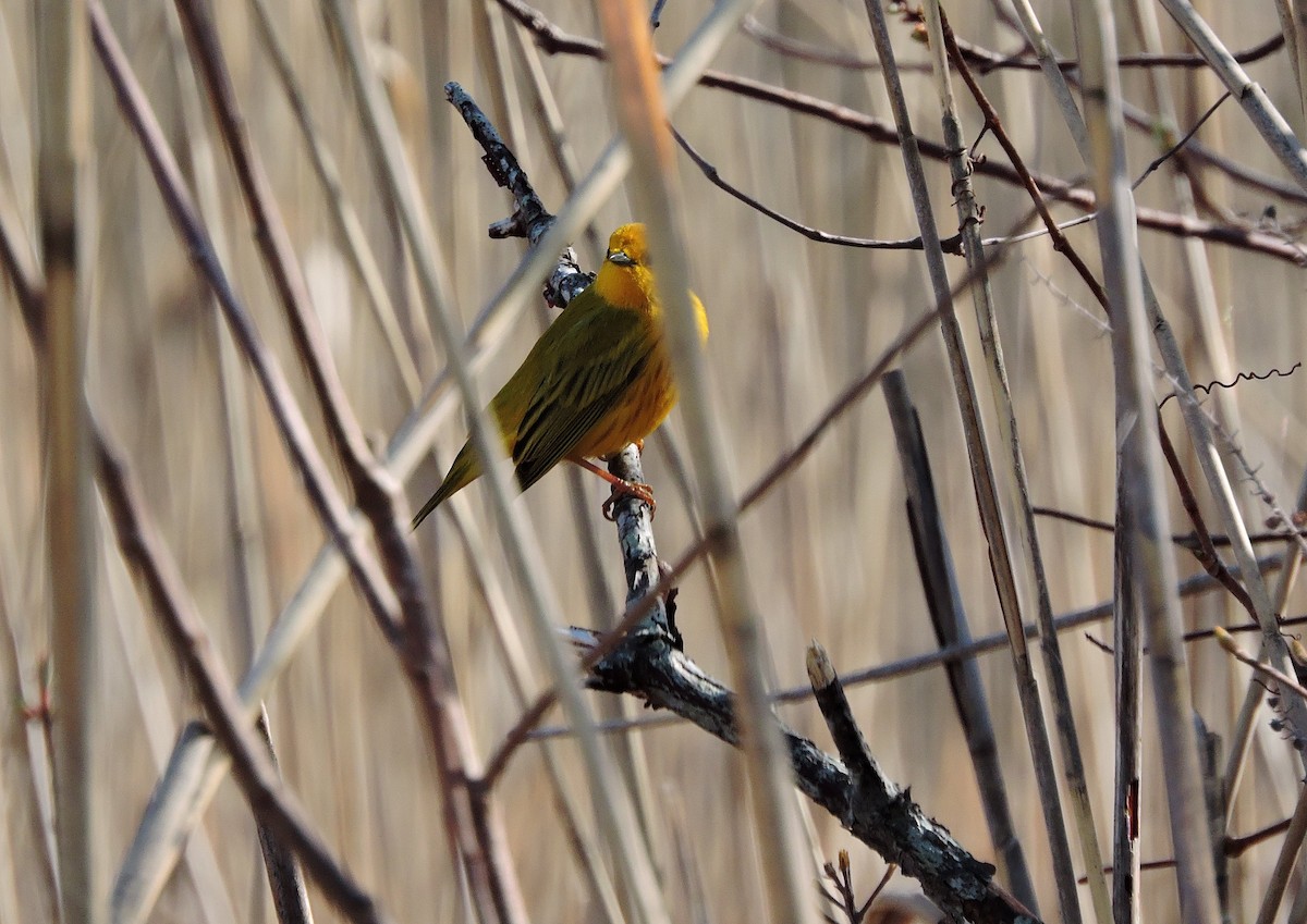 Yellow Warbler - ML97087621