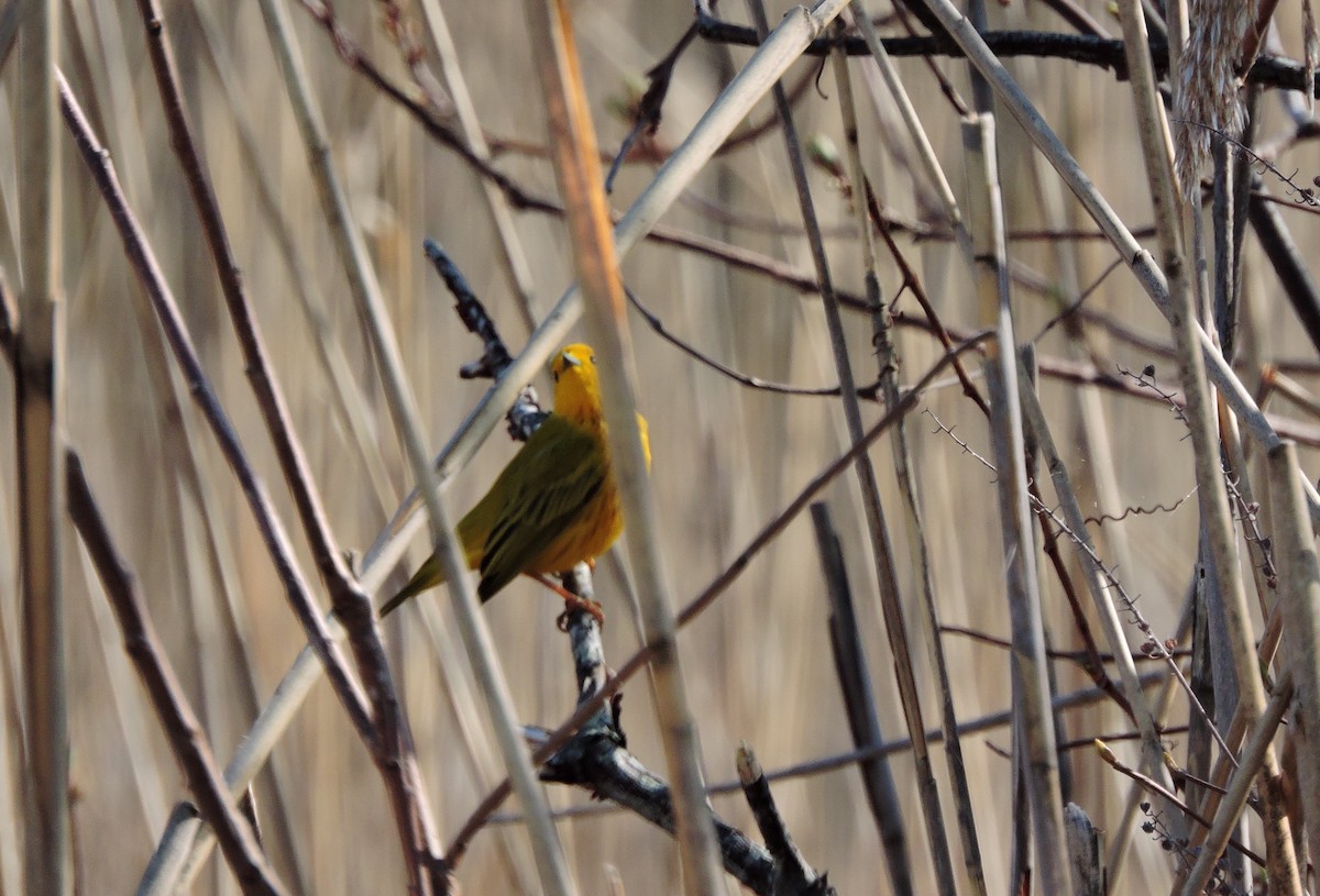 Paruline jaune - ML97087641