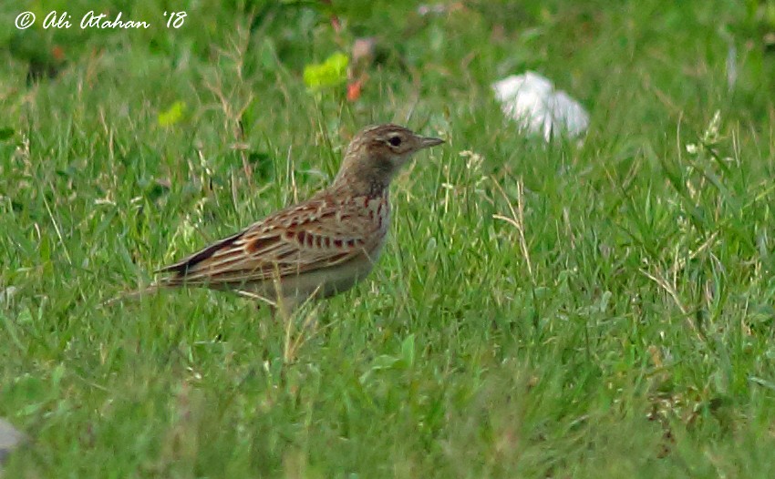 Oriental Skylark - Ali Atahan