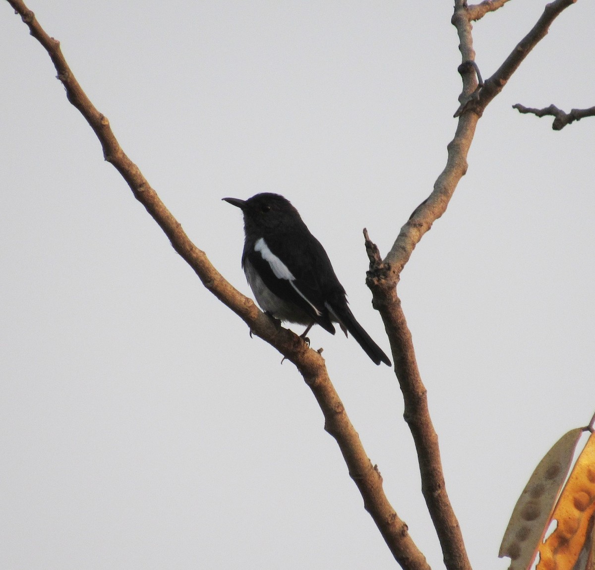 Oriental Magpie-Robin - ML97089421
