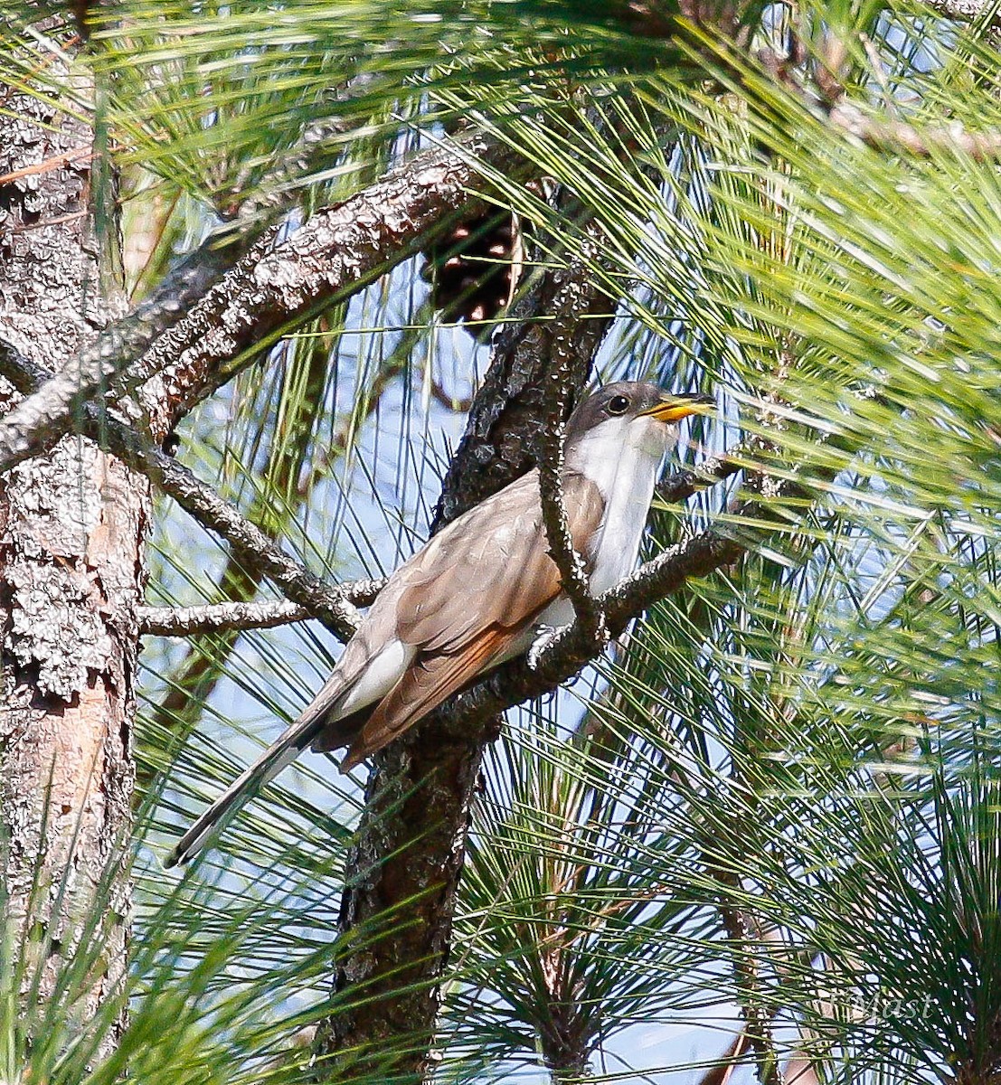 Yellow-billed Cuckoo - ML97092511