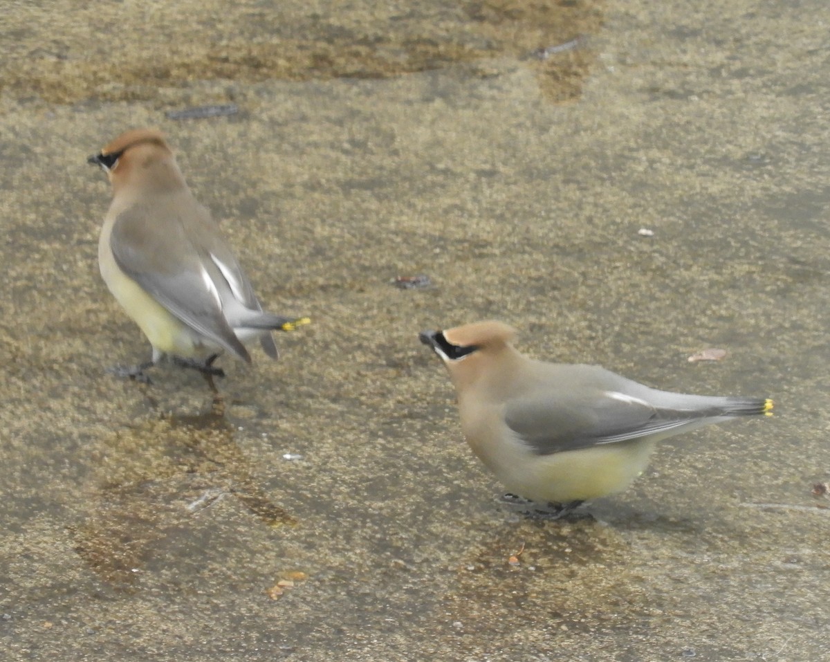 Cedar Waxwing - ML97093501