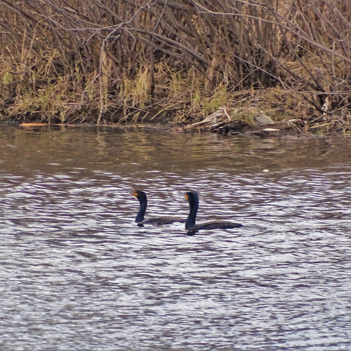 Double-crested Cormorant - ML97093581