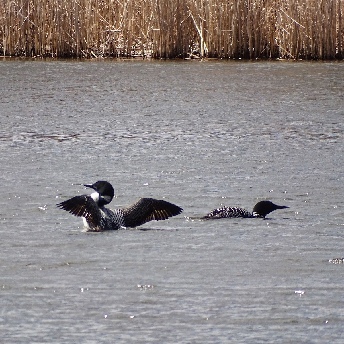 Common Loon - ML97093991